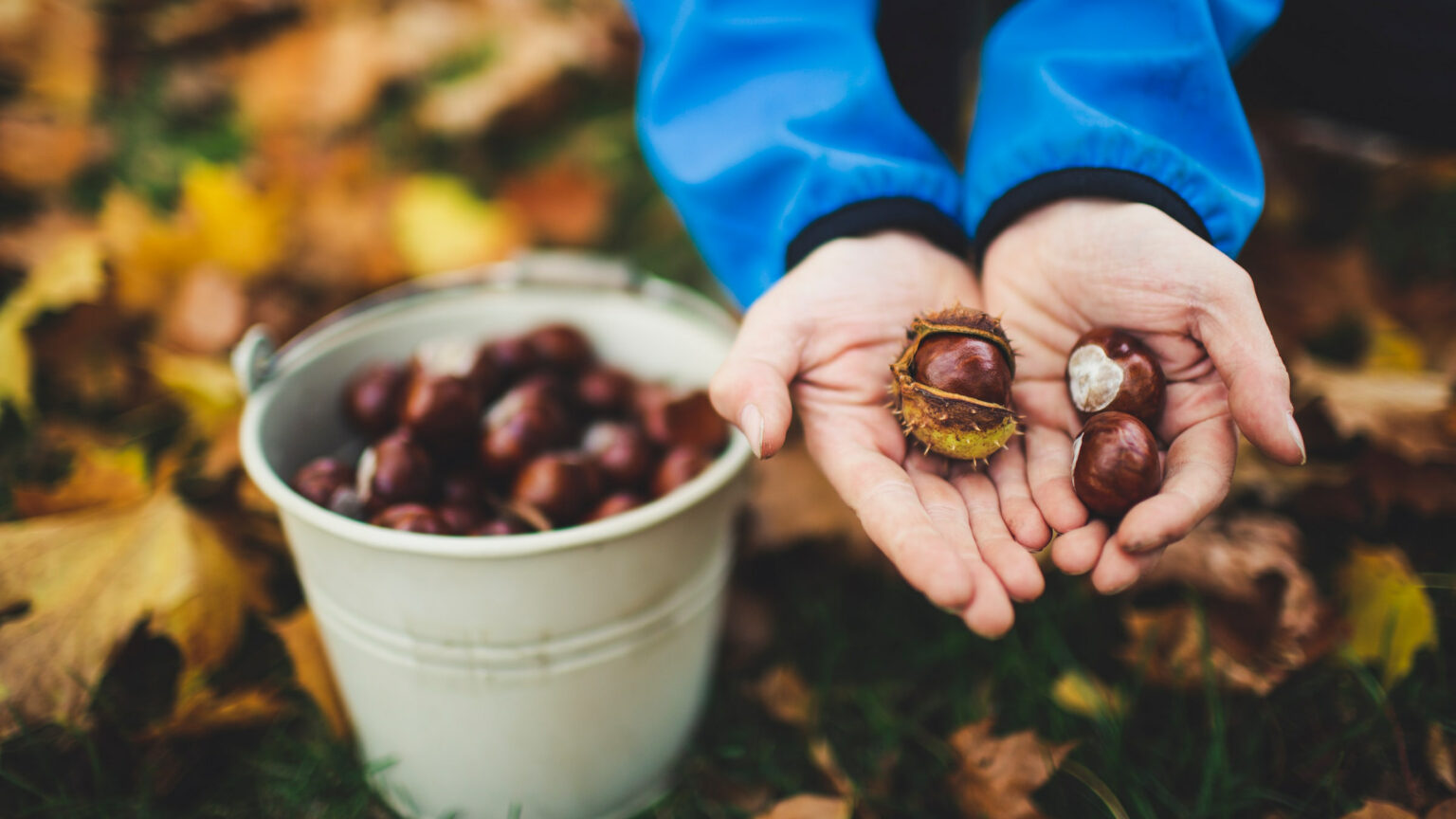kastanien-nachhaltige-tipps-1536×864