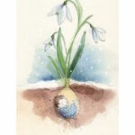 Картичка Цветя през февруари - Кокичета, 2024